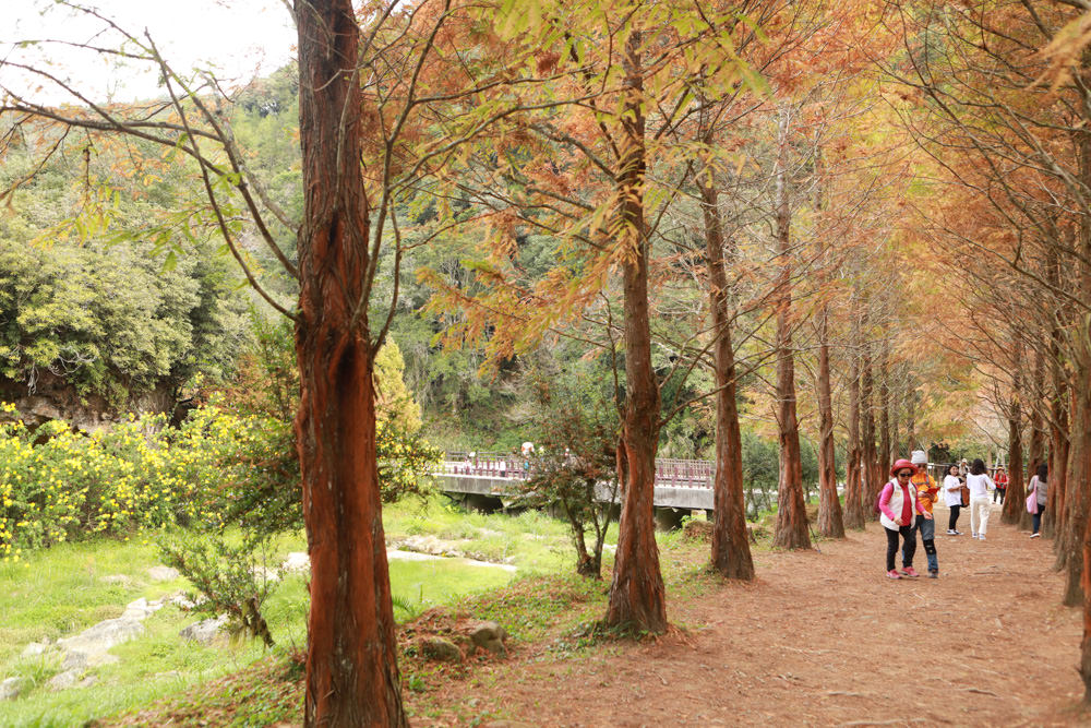 南投景點|杉林溪森林生態渡假園區。寵物友善景點、杉林溪黃金水杉林、海拔1600公尺絕美山林 - 第14張圖 南投景點|杉林溪森林生態渡假園區。寵物友善景點、杉林溪黃金水杉林、海拔1600公尺絕美山林