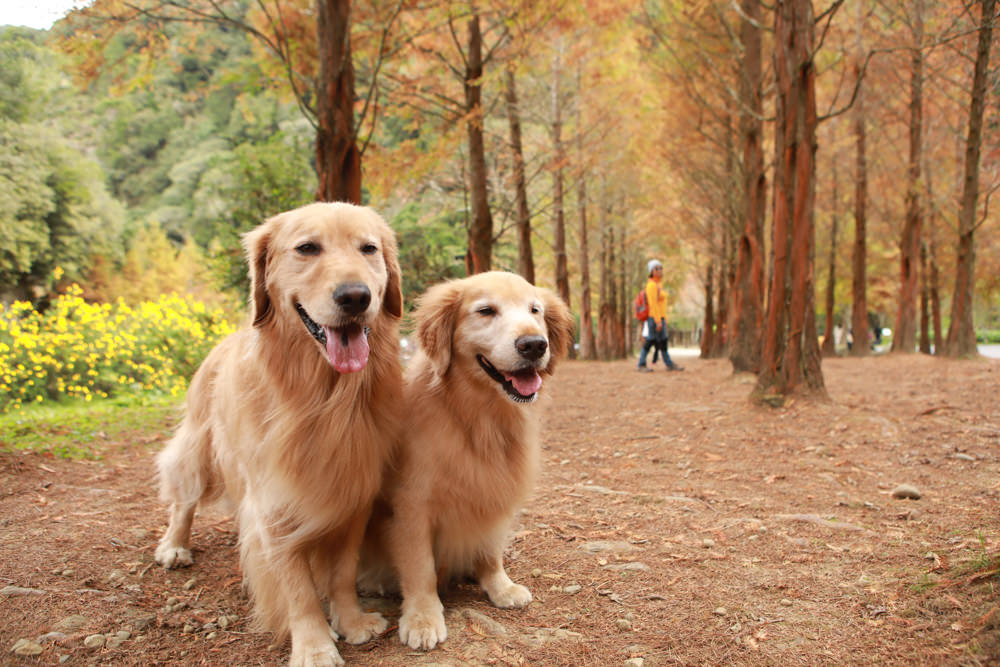 南投景點|杉林溪森林生態渡假園區。寵物友善景點、杉林溪黃金水杉林、海拔1600公尺絕美山林 - 第15張圖 南投景點|杉林溪森林生態渡假園區。寵物友善景點、杉林溪黃金水杉林、海拔1600公尺絕美山林