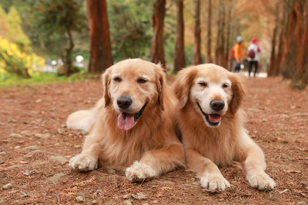 南投景點|杉林溪森林生態渡假園區。寵物友善景點、杉林溪黃金水杉林、海拔1600公尺絕美山林 - 第16張圖 南投景點|杉林溪森林生態渡假園區。寵物友善景點、杉林溪黃金水杉林、海拔1600公尺絕美山林