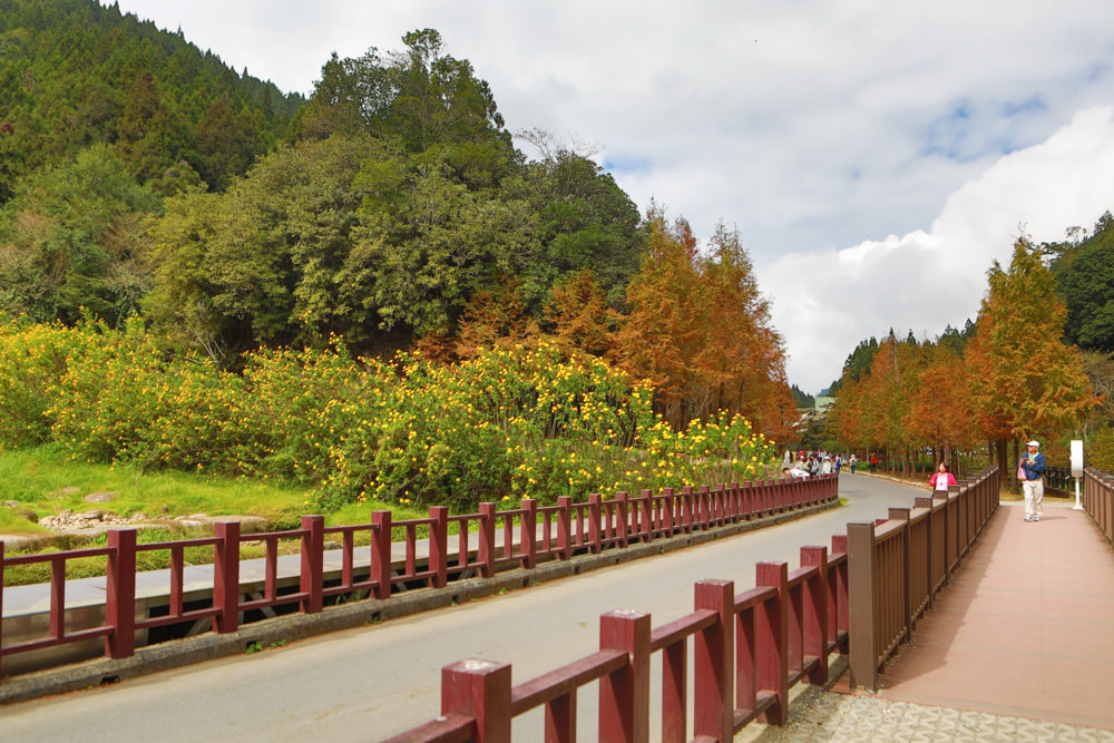 南投景點|杉林溪森林生態渡假園區。寵物友善景點、杉林溪黃金水杉林、海拔1600公尺絕美山林 - 第18張圖 南投景點|杉林溪森林生態渡假園區。寵物友善景點、杉林溪黃金水杉林、海拔1600公尺絕美山林