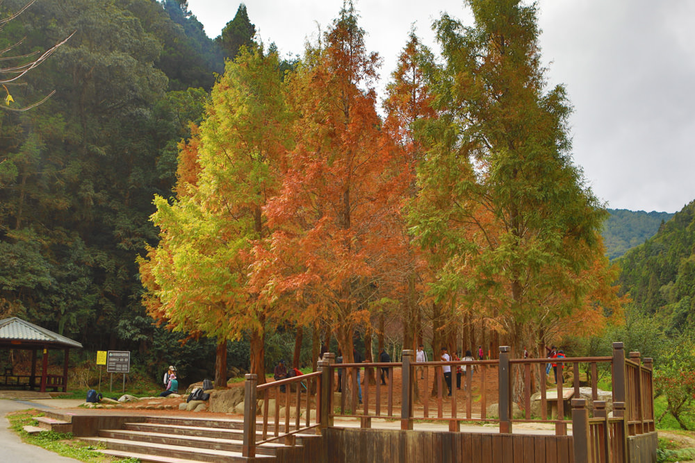 南投景點|杉林溪森林生態渡假園區。寵物友善景點、杉林溪黃金水杉林、海拔1600公尺絕美山林 - 第19張圖 南投景點|杉林溪森林生態渡假園區。寵物友善景點、杉林溪黃金水杉林、海拔1600公尺絕美山林