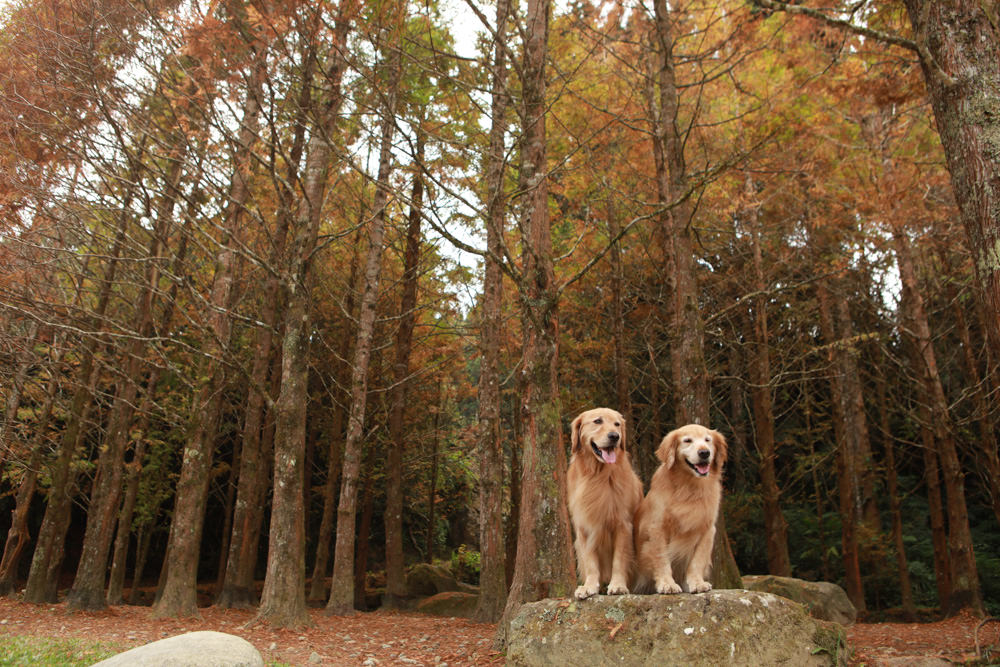 南投景點|杉林溪森林生態渡假園區。寵物友善景點、杉林溪黃金水杉林、海拔1600公尺絕美山林 - 第20張圖 南投景點|杉林溪森林生態渡假園區。寵物友善景點、杉林溪黃金水杉林、海拔1600公尺絕美山林