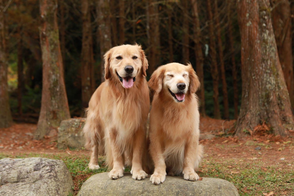 南投景點|杉林溪森林生態渡假園區。寵物友善景點、杉林溪黃金水杉林、海拔1600公尺絕美山林 - 第21張圖 南投景點|杉林溪森林生態渡假園區。寵物友善景點、杉林溪黃金水杉林、海拔1600公尺絕美山林