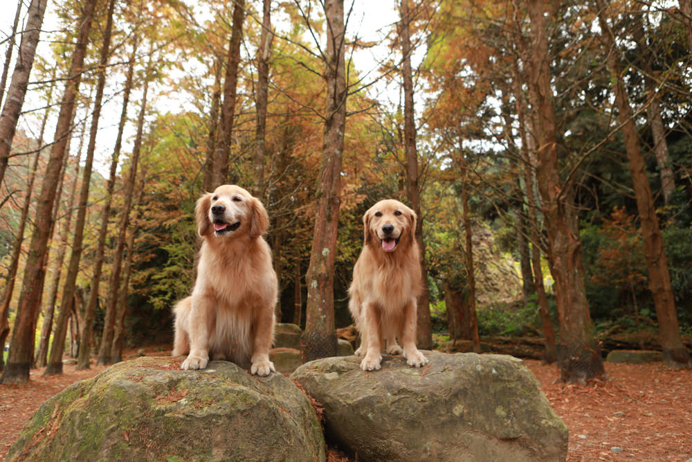 南投景點|杉林溪森林生態渡假園區。寵物友善景點、杉林溪黃金水杉林、海拔1600公尺絕美山林 - 第22張圖 南投景點|杉林溪森林生態渡假園區。寵物友善景點、杉林溪黃金水杉林、海拔1600公尺絕美山林
