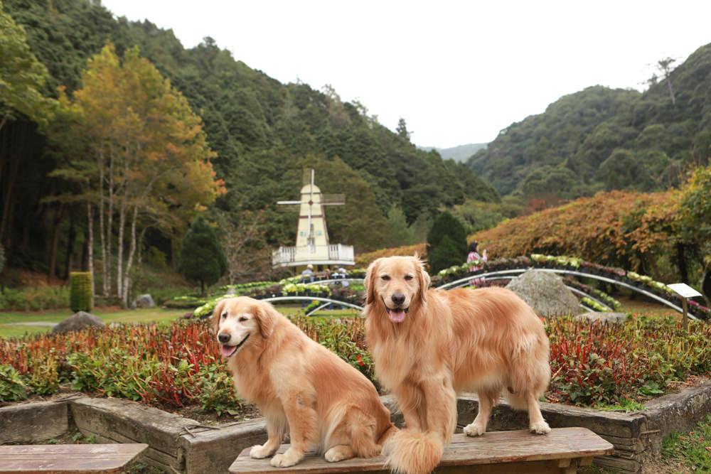南投景點|杉林溪森林生態渡假園區。寵物友善景點、杉林溪黃金水杉林、海拔1600公尺絕美山林 - 第24張圖 南投景點|杉林溪森林生態渡假園區。寵物友善景點、杉林溪黃金水杉林、海拔1600公尺絕美山林
