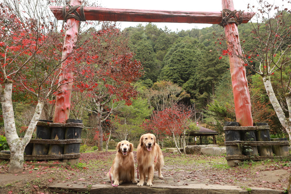 南投景點|杉林溪森林生態渡假園區。寵物友善景點、杉林溪黃金水杉林、海拔1600公尺絕美山林 - 第26張圖 南投景點|杉林溪森林生態渡假園區。寵物友善景點、杉林溪黃金水杉林、海拔1600公尺絕美山林