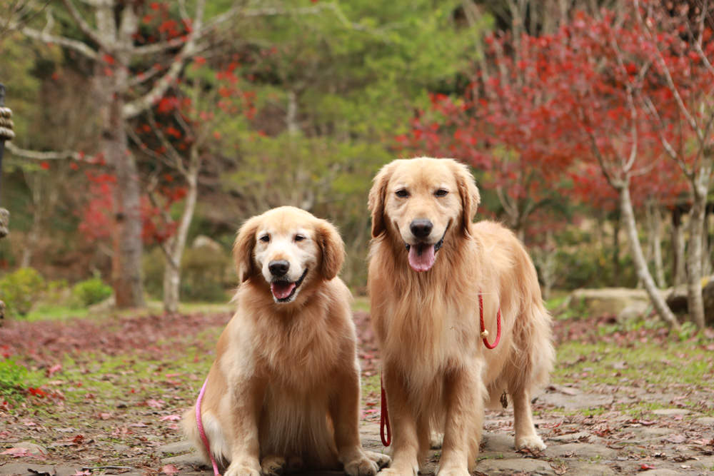 南投景點|杉林溪森林生態渡假園區。寵物友善景點、杉林溪黃金水杉林、海拔1600公尺絕美山林 - 第27張圖 南投景點|杉林溪森林生態渡假園區。寵物友善景點、杉林溪黃金水杉林、海拔1600公尺絕美山林