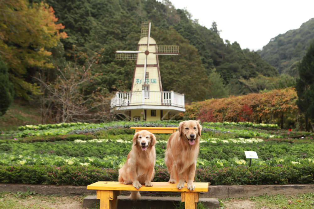 南投景點|杉林溪森林生態渡假園區。寵物友善景點、杉林溪黃金水杉林、海拔1600公尺絕美山林 - 第28張圖 南投景點|杉林溪森林生態渡假園區。寵物友善景點、杉林溪黃金水杉林、海拔1600公尺絕美山林