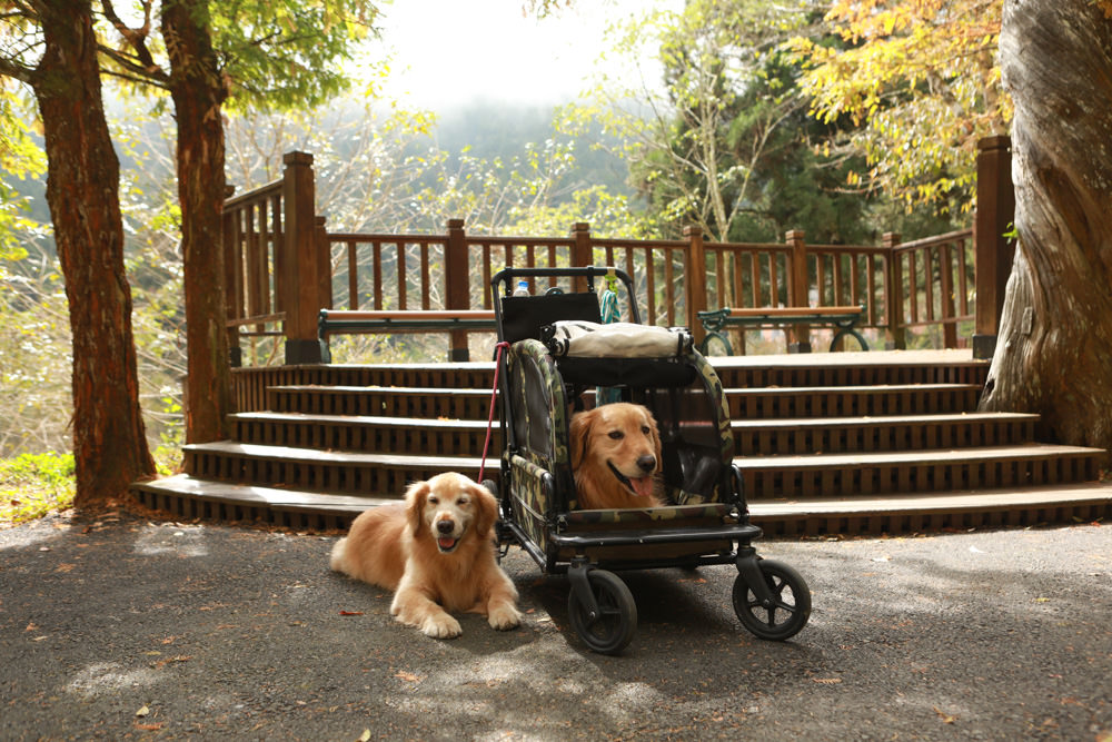 南投景點|杉林溪森林生態渡假園區。寵物友善景點、杉林溪黃金水杉林、海拔1600公尺絕美山林 - 第29張圖 南投景點|杉林溪森林生態渡假園區。寵物友善景點、杉林溪黃金水杉林、海拔1600公尺絕美山林