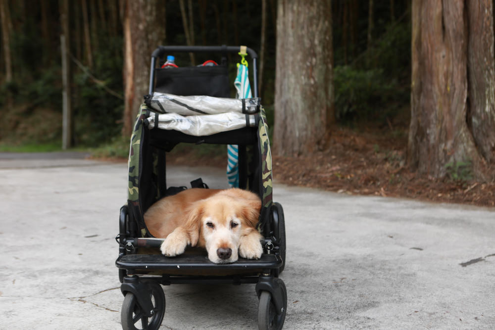 南投景點|杉林溪森林生態渡假園區。寵物友善景點、杉林溪黃金水杉林、海拔1600公尺絕美山林 - 第31張圖 南投景點|杉林溪森林生態渡假園區。寵物友善景點、杉林溪黃金水杉林、海拔1600公尺絕美山林