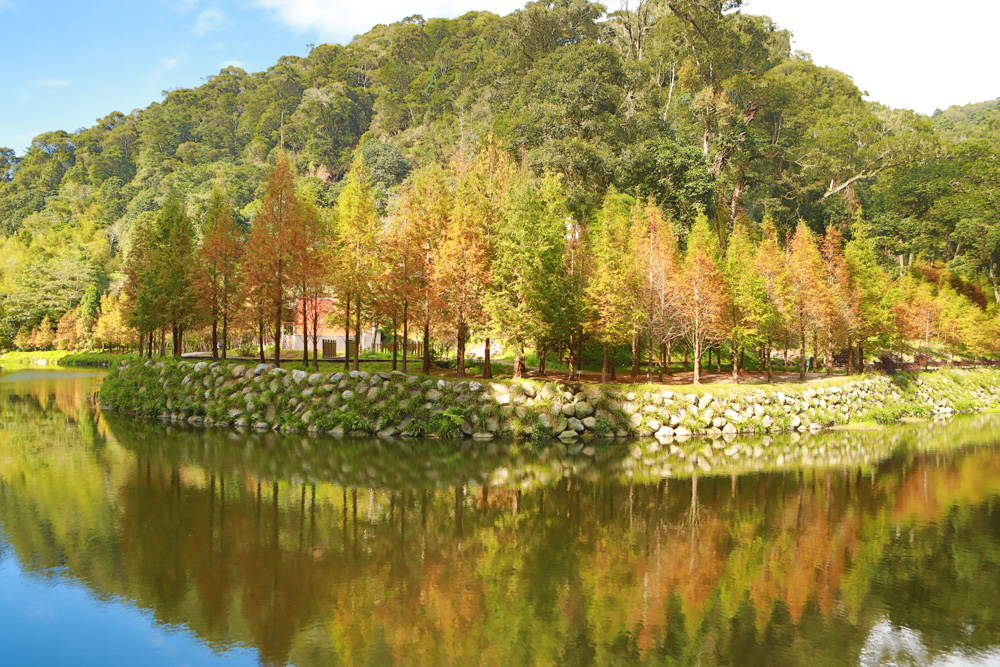 南投景點|杉林溪森林生態渡假園區。寵物友善景點、杉林溪黃金水杉林、海拔1600公尺絕美山林 - 第32張圖 南投景點|杉林溪森林生態渡假園區。寵物友善景點、杉林溪黃金水杉林、海拔1600公尺絕美山林