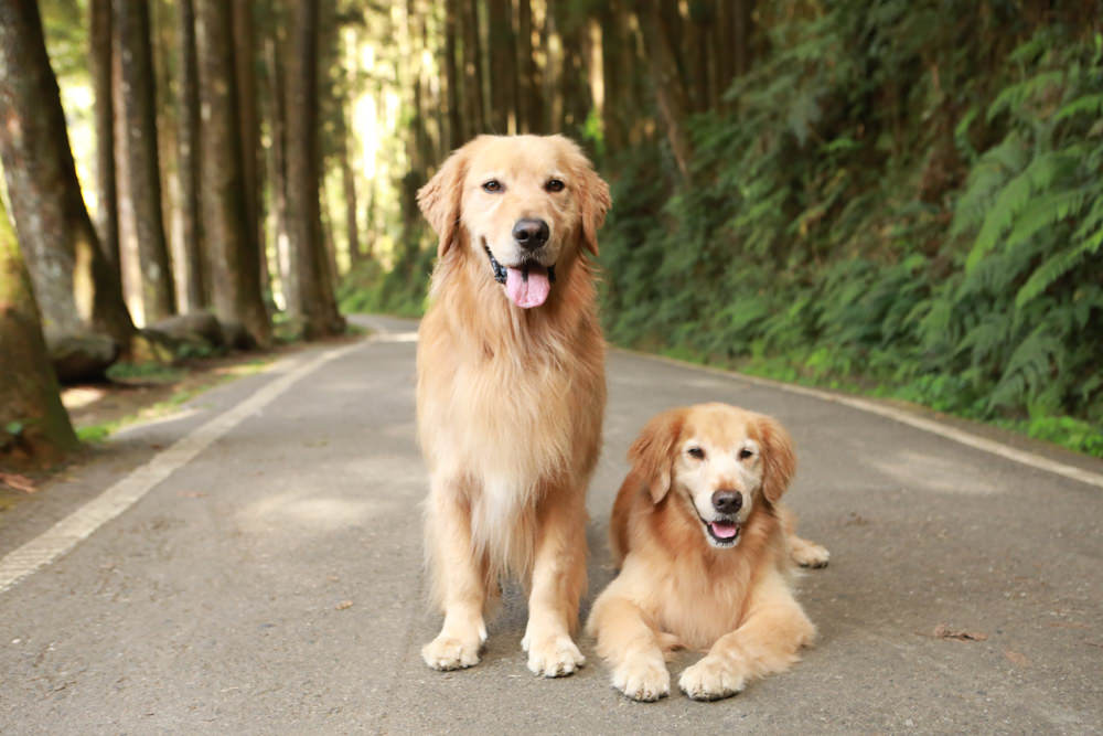 南投景點|杉林溪森林生態渡假園區。寵物友善景點、杉林溪黃金水杉林、海拔1600公尺絕美山林 - 第34張圖 南投景點|杉林溪森林生態渡假園區。寵物友善景點、杉林溪黃金水杉林、海拔1600公尺絕美山林