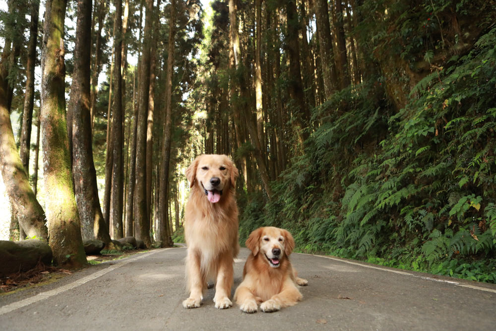 南投景點|杉林溪森林生態渡假園區。寵物友善景點、杉林溪黃金水杉林、海拔1600公尺絕美山林 - 第35張圖 南投景點|杉林溪森林生態渡假園區。寵物友善景點、杉林溪黃金水杉林、海拔1600公尺絕美山林