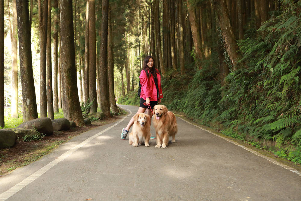 南投景點|杉林溪森林生態渡假園區。寵物友善景點、杉林溪黃金水杉林、海拔1600公尺絕美山林 - 第36張圖 南投景點|杉林溪森林生態渡假園區。寵物友善景點、杉林溪黃金水杉林、海拔1600公尺絕美山林