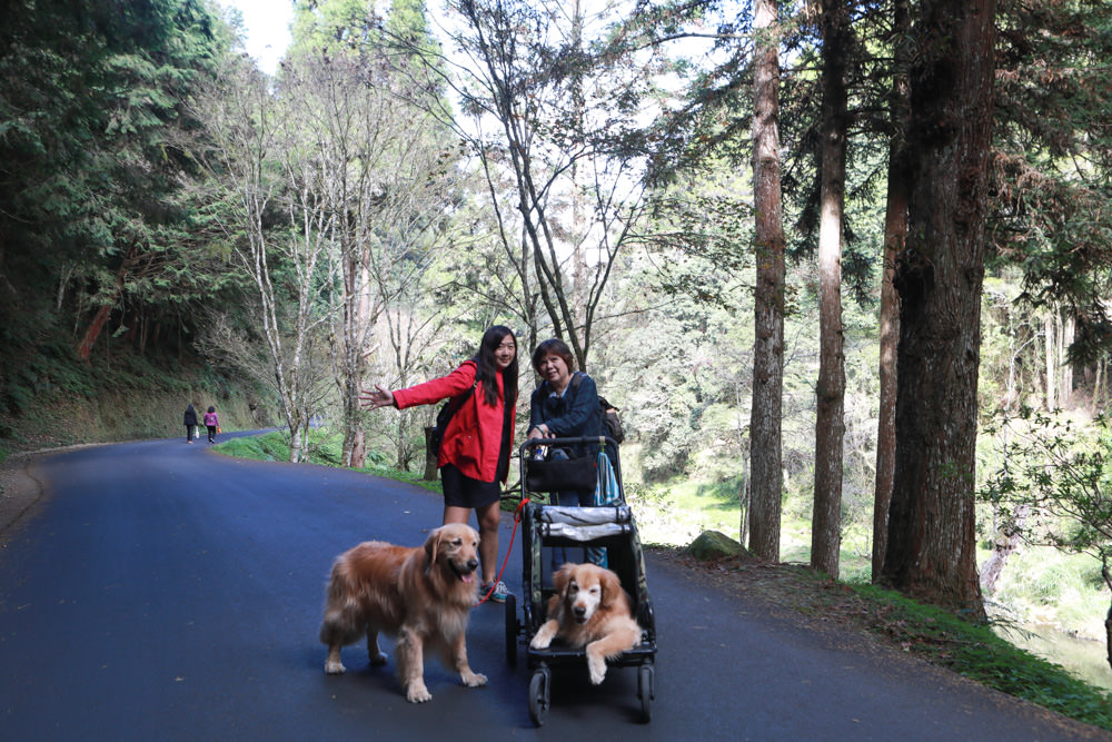 南投景點|杉林溪森林生態渡假園區。寵物友善景點、杉林溪黃金水杉林、海拔1600公尺絕美山林 - 第8張圖 南投景點|杉林溪森林生態渡假園區。寵物友善景點、杉林溪黃金水杉林、海拔1600公尺絕美山林