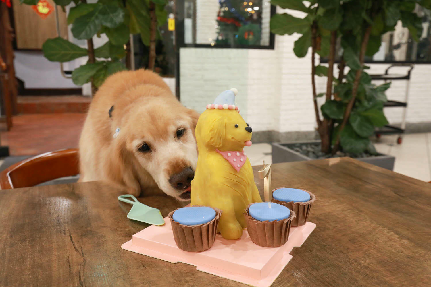 南投清境｜見晴花園渡假山莊。清境寵物友善民宿、星空樓中樓帳篷、懶人豪華露營、露營車、一泊三食