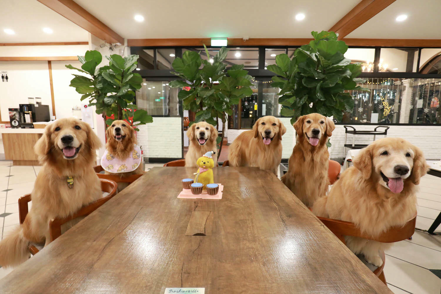 南投清境｜見晴花園渡假山莊。清境寵物友善民宿、星空樓中樓帳篷、懶人豪華露營、露營車、一泊三食