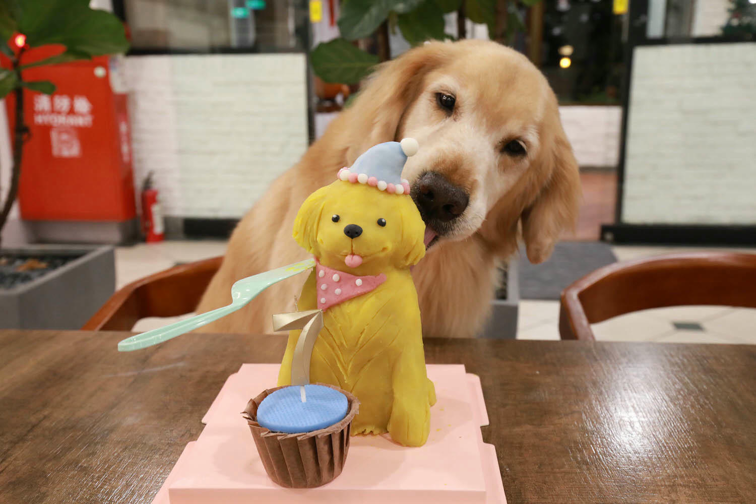 南投清境｜見晴花園渡假山莊。清境寵物友善民宿、星空樓中樓帳篷、懶人豪華露營、露營車、一泊三食