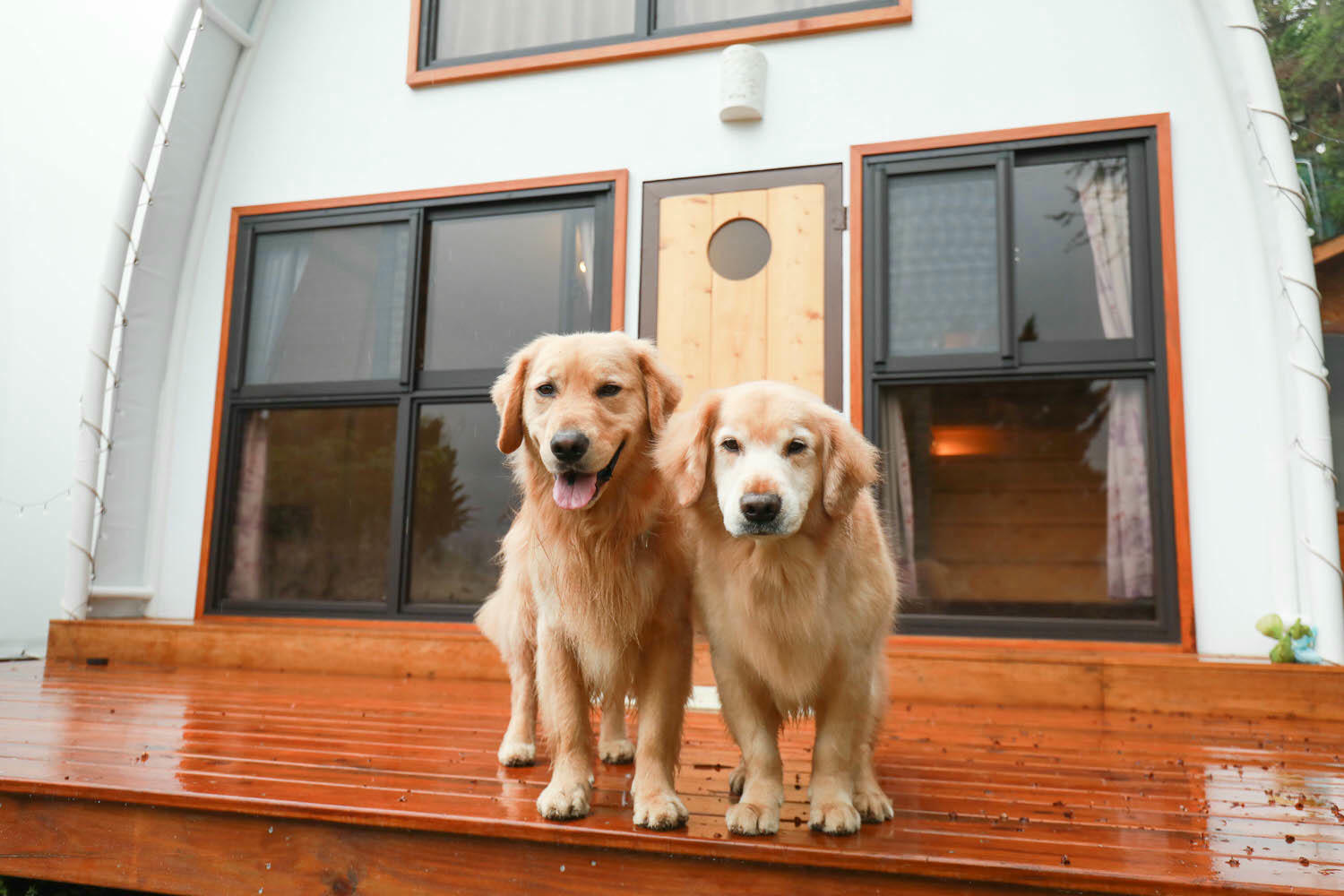 南投清境｜見晴花園渡假山莊。清境寵物友善民宿、星空樓中樓帳篷、懶人豪華露營、露營車、一泊三食