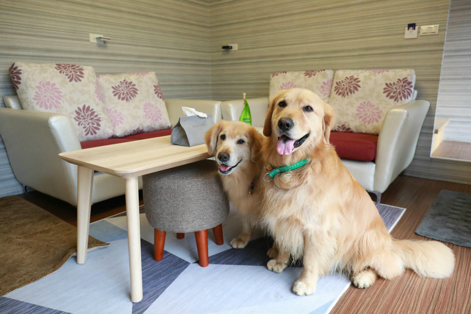 南投清境｜見晴花園渡假山莊。清境寵物友善民宿、星空樓中樓帳篷、懶人豪華露營、露營車、一泊三食