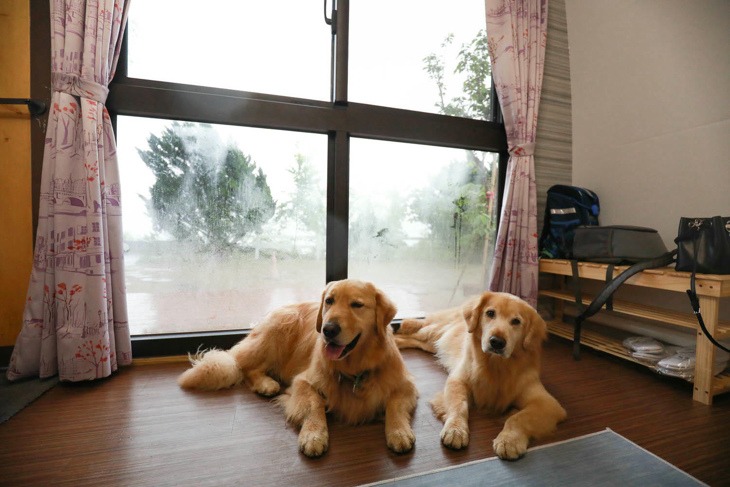 南投清境｜見晴花園渡假山莊。清境寵物友善民宿、星空樓中樓帳篷、懶人豪華露營、露營車、一泊三食