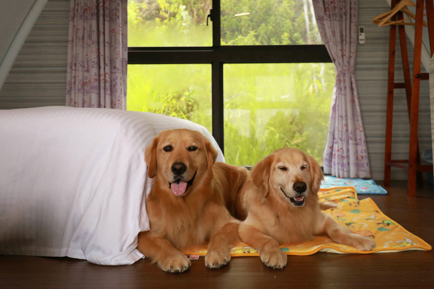 南投清境｜見晴花園渡假山莊。清境寵物友善民宿、星空樓中樓帳篷、懶人豪華露營、露營車、一泊三食