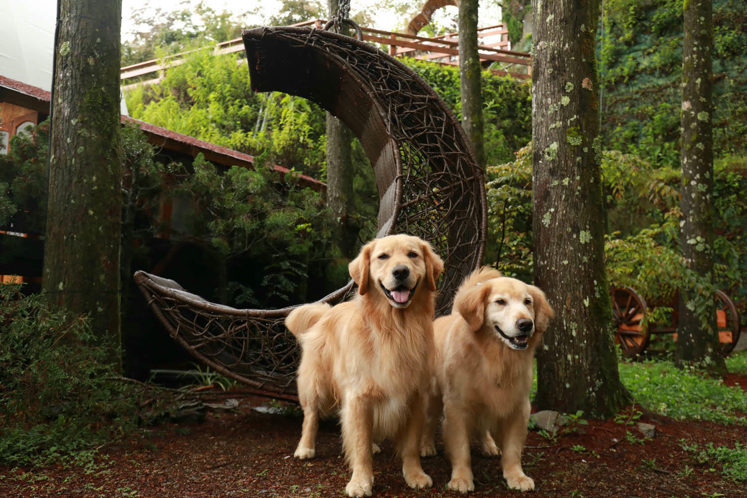 南投清境｜見晴花園渡假山莊。清境寵物友善民宿、星空樓中樓帳篷、懶人豪華露營、露營車、一泊三食