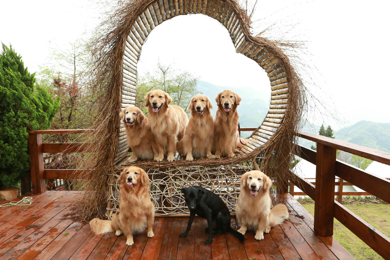 南投清境｜見晴花園渡假山莊。清境寵物友善民宿、星空樓中樓帳篷、懶人豪華露營、露營車、一泊三食