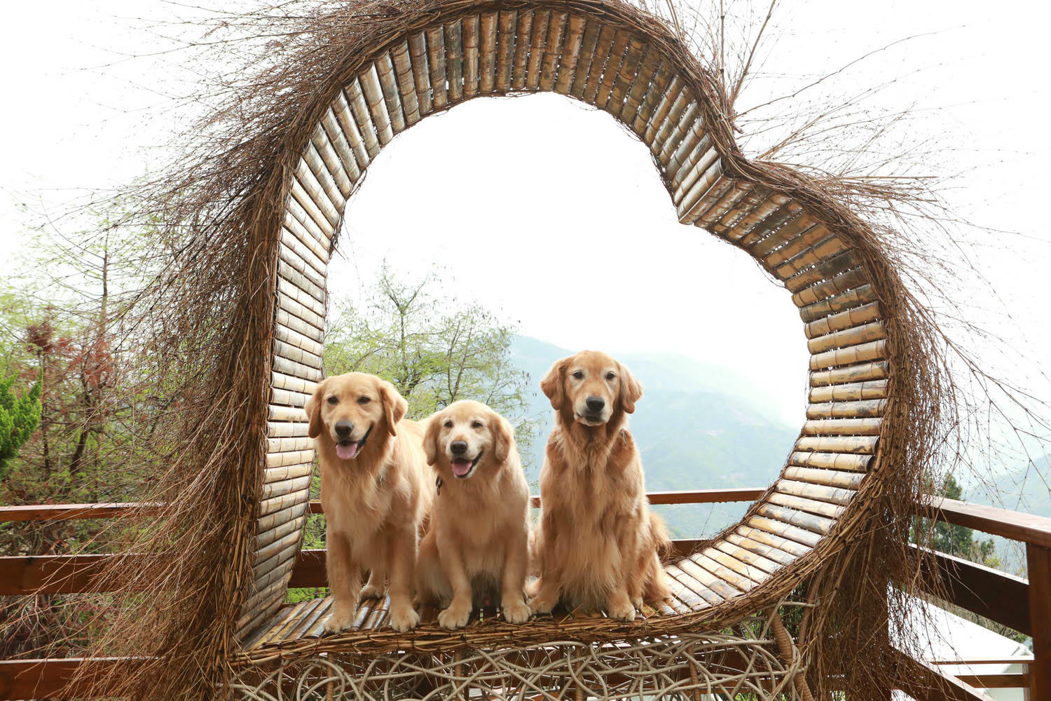 南投清境｜見晴花園渡假山莊。清境寵物友善民宿、星空樓中樓帳篷、懶人豪華露營、露營車、一泊三食