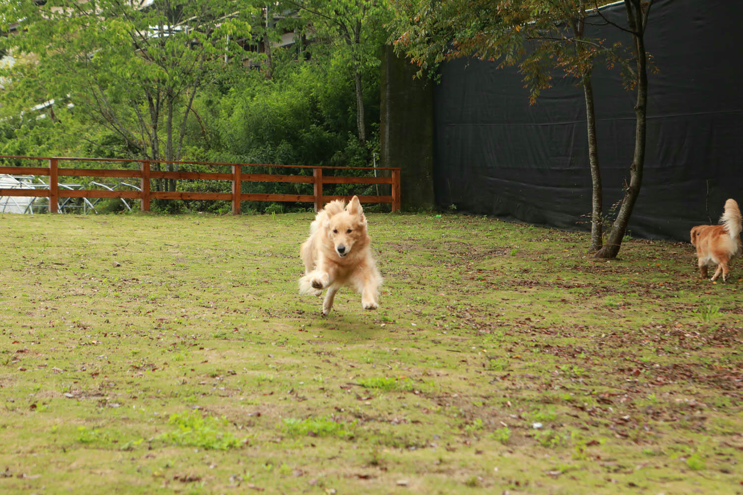 南投清境｜見晴花園渡假山莊。清境寵物友善民宿、星空樓中樓帳篷、懶人豪華露營、露營車、一泊三食