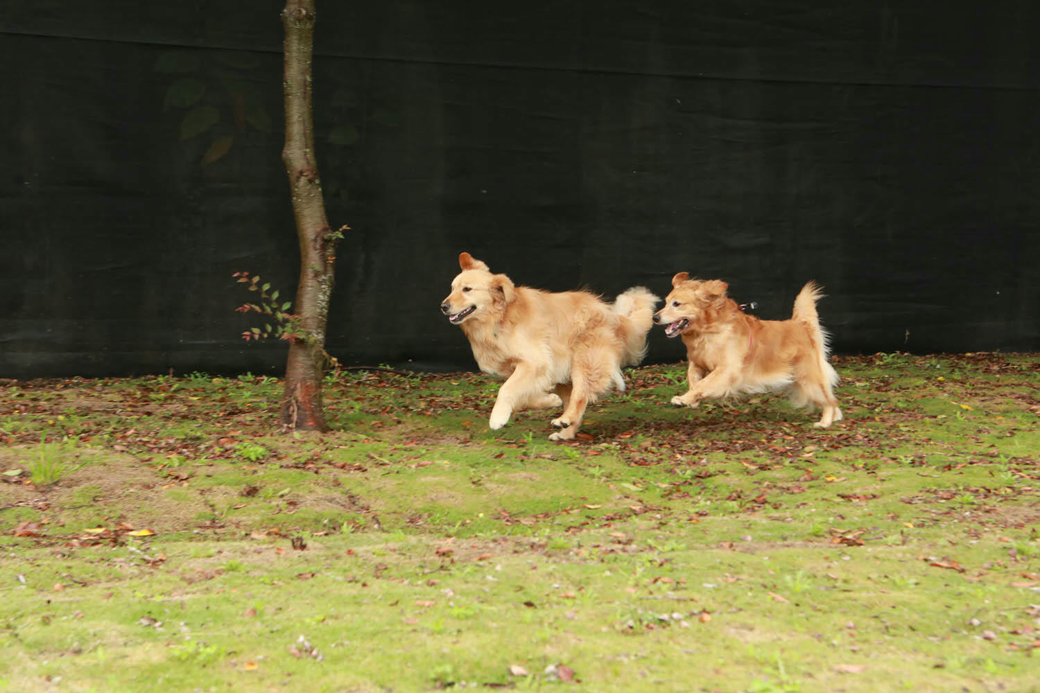 南投清境｜見晴花園渡假山莊。清境寵物友善民宿、星空樓中樓帳篷、懶人豪華露營、露營車、一泊三食