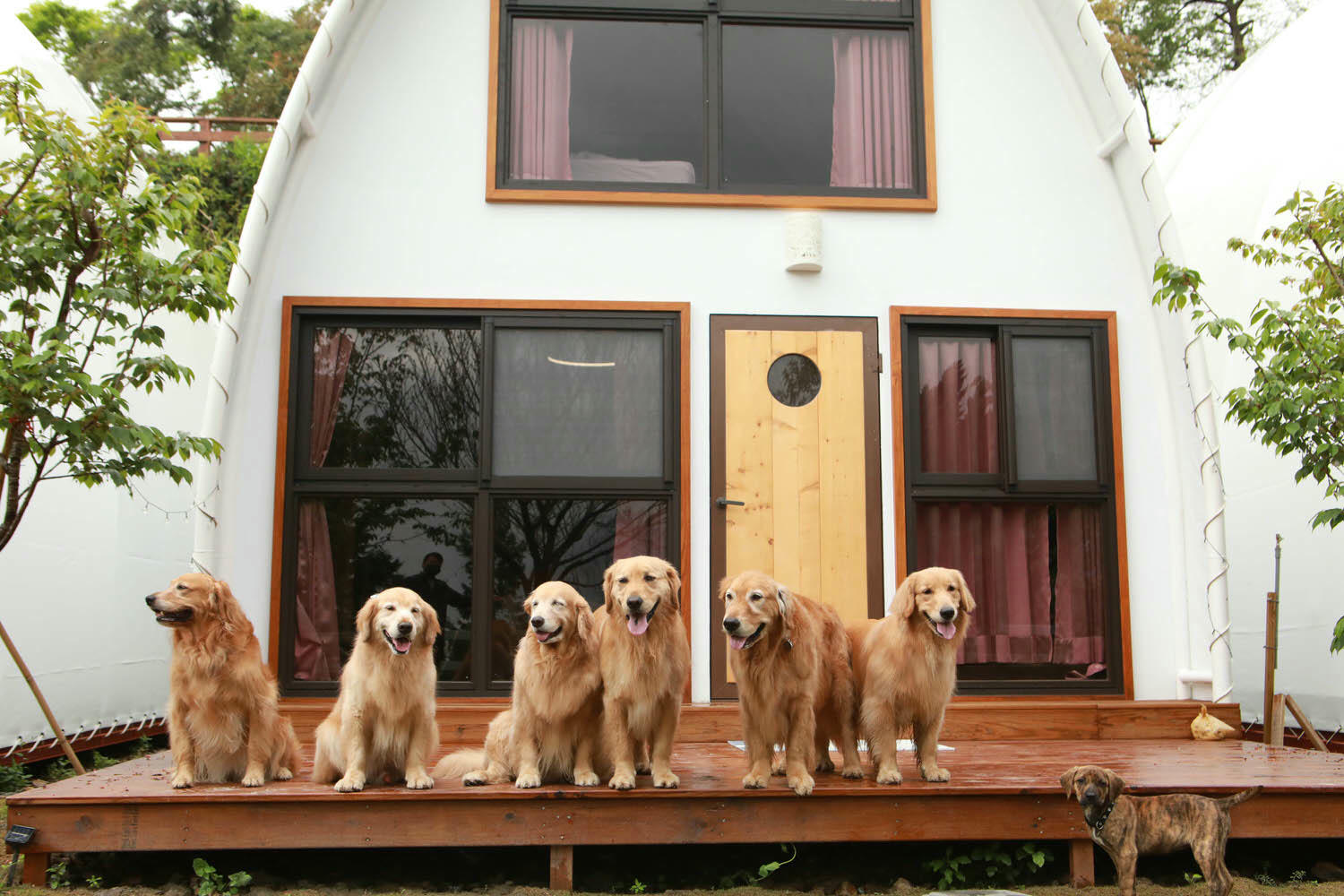 南投清境｜見晴花園渡假山莊。清境寵物友善民宿、星空樓中樓帳篷、懶人豪華露營、露營車、一泊三食