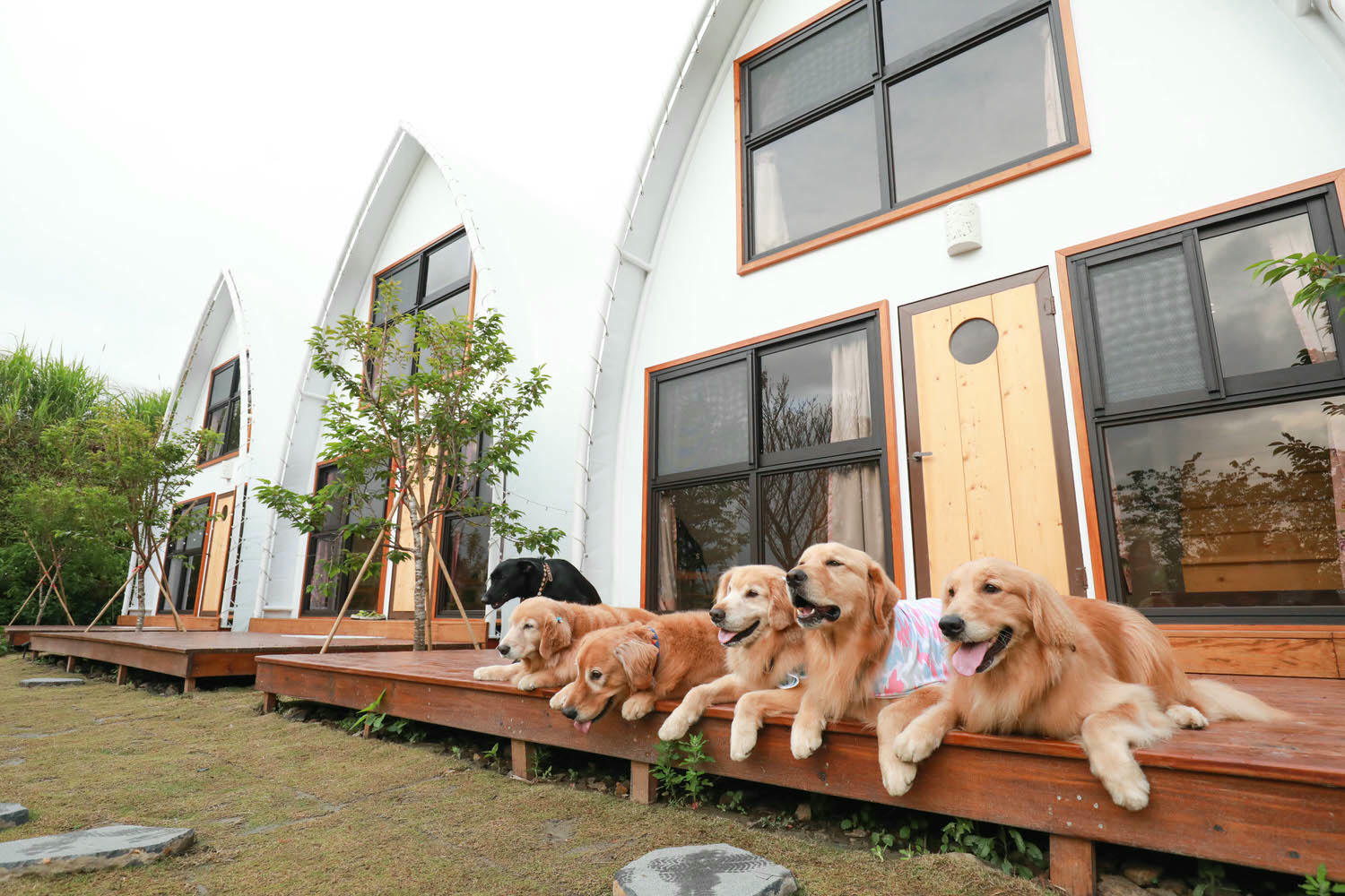 南投清境｜見晴花園渡假山莊。清境寵物友善民宿、星空樓中樓帳篷、懶人豪華露營、露營車、一泊三食