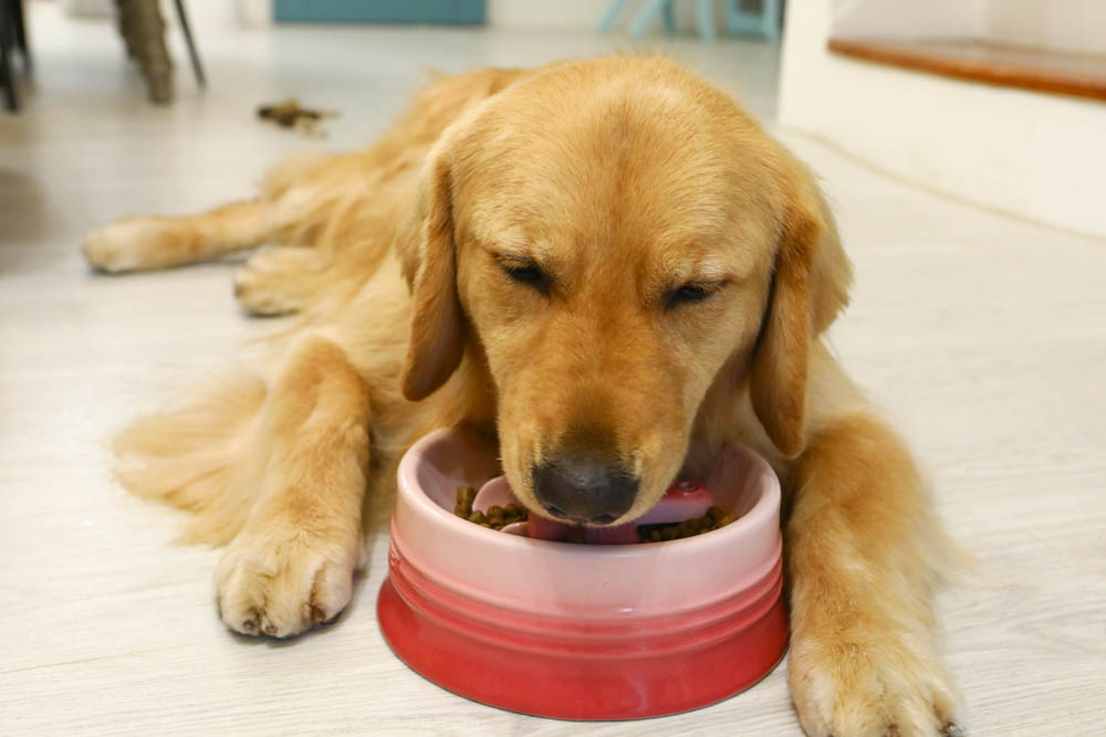 WDJ推薦寵物飼料|美國BEST BREED新貝斯比全天然優質乾糧。全齡犬冷泉鯰魚配方、低脂 - 第12張圖 WDJ推薦寵物飼料|美國BEST BREED新貝斯比全天然優質乾糧。全齡犬冷泉鯰魚配方、低脂