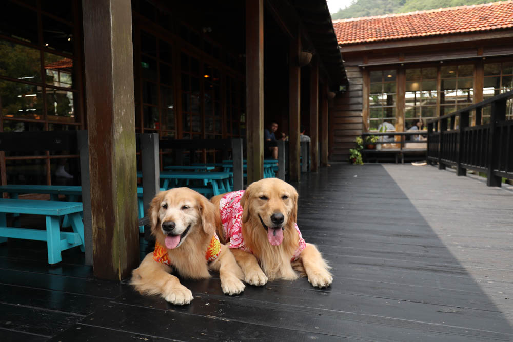 南投車埕｜隱茶STEAM。絕美日式茶屋、車埕貯木池畔旁、日式建築、湖畔景觀、戶外座位區可攜帶寵物、寵物友善