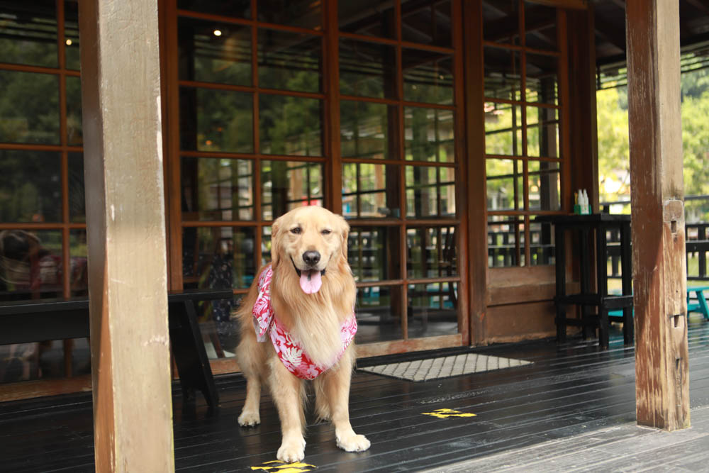南投車埕｜隱茶STEAM。絕美日式茶屋、車埕貯木池畔旁、日式建築、湖畔景觀、戶外座位區可攜帶寵物、寵物友善