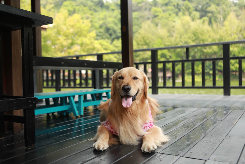 南投車埕｜隱茶STEAM。絕美日式茶屋、車埕貯木池畔旁、日式建築、湖畔景觀、戶外座位區可攜帶寵物、寵物友善