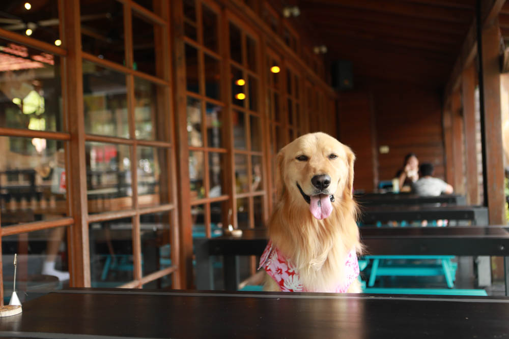 南投車埕｜隱茶STEAM。絕美日式茶屋、車埕貯木池畔旁、日式建築、湖畔景觀、戶外座位區可攜帶寵物、寵物友善