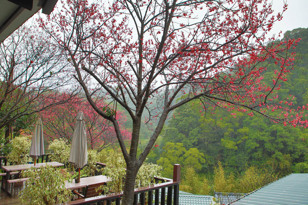台北｜陽明山野人花園SAVAGE GARDEN。森林系景觀玻璃屋咖啡廳、陽明山景觀餐廳、台北寵物友善餐廳