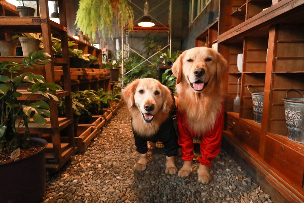 台北｜陽明山野人花園SAVAGE GARDEN。森林系景觀玻璃屋咖啡廳、陽明山景觀餐廳、台北寵物友善餐廳