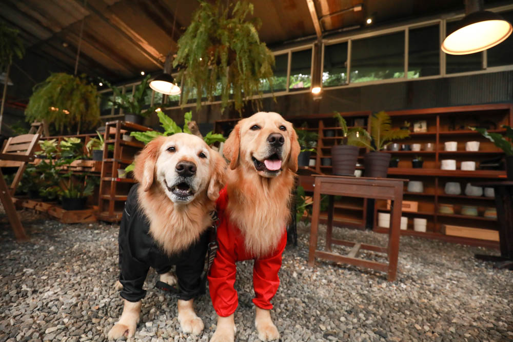 台北｜陽明山野人花園SAVAGE GARDEN。森林系景觀玻璃屋咖啡廳、陽明山景觀餐廳、台北寵物友善餐廳