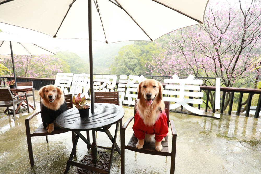 台北｜陽明山野人花園SAVAGE GARDEN。森林系景觀玻璃屋咖啡廳、陽明山景觀餐廳、台北寵物友善餐廳