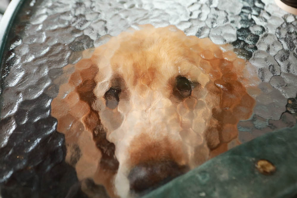 台北｜陽明山野人花園SAVAGE GARDEN。森林系景觀玻璃屋咖啡廳、陽明山景觀餐廳、台北寵物友善餐廳