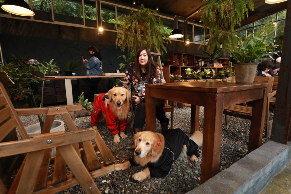 台北｜陽明山野人花園SAVAGE GARDEN。森林系景觀玻璃屋咖啡廳、陽明山景觀餐廳、台北寵物友善餐廳