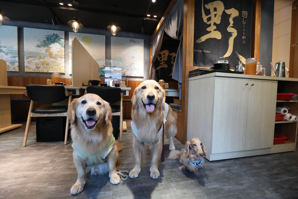 中永和美食|野人SHABU火鍋中和店、野人Shabu 冷藏/熟成高級肉專門中和。寵物友善餐廳 - 第5張圖 中永和美食|野人SHABU火鍋中和店、野人Shabu 冷藏/熟成高級肉專門中和。寵物友善餐廳