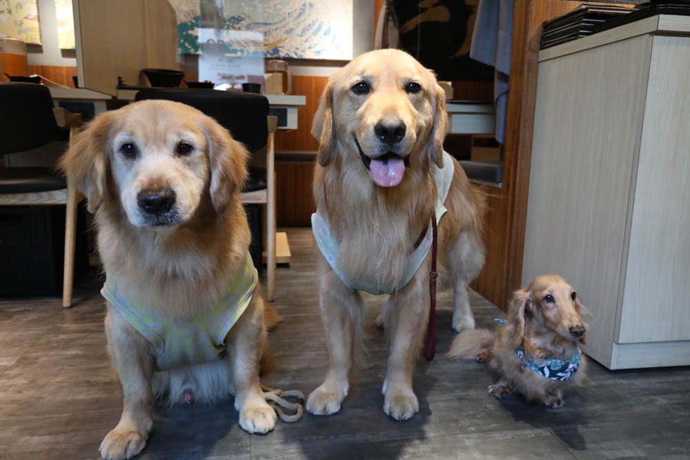 中永和美食|野人SHABU火鍋中和店、野人Shabu 冷藏/熟成高級肉專門中和。寵物友善餐廳 - 第4張圖 中永和美食|野人SHABU火鍋中和店、野人Shabu 冷藏/熟成高級肉專門中和。寵物友善餐廳