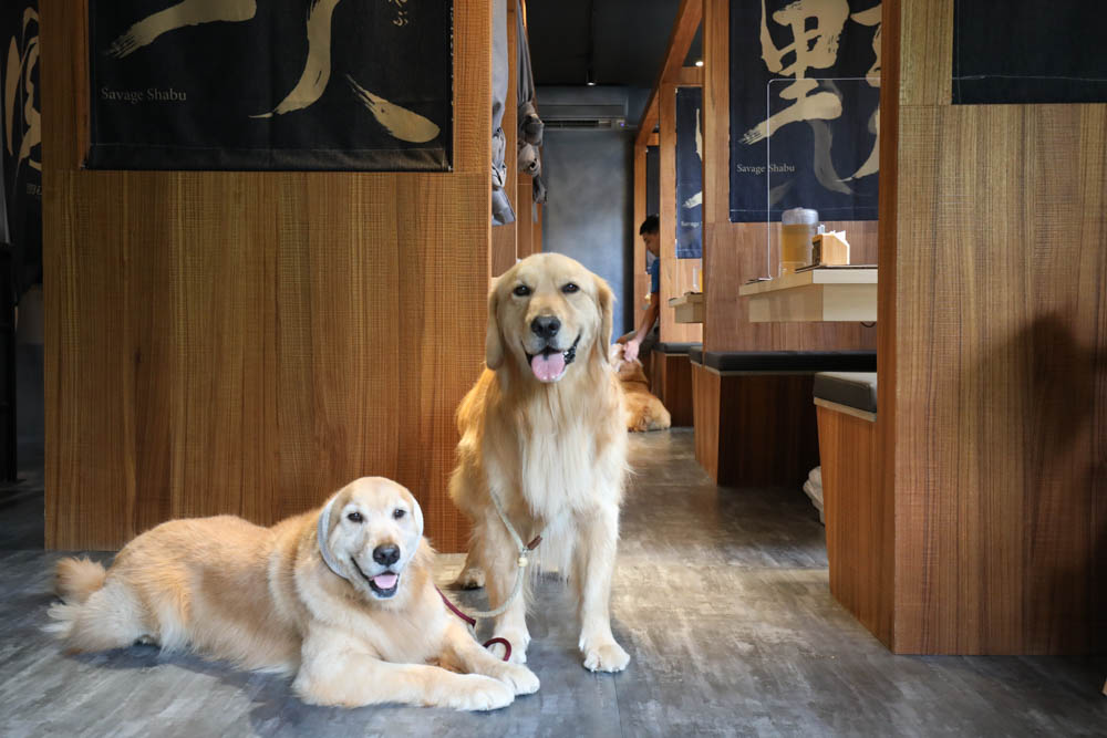 中永和美食|野人SHABU火鍋中和店、野人Shabu 冷藏/熟成高級肉專門中和。寵物友善餐廳 - 第9張圖 中永和美食|野人SHABU火鍋中和店、野人Shabu 冷藏/熟成高級肉專門中和。寵物友善餐廳