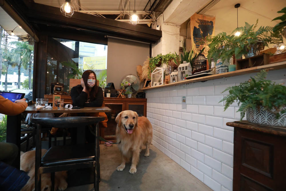 台北大直美食|野草咖啡Green room Cafe。台北寵物友善餐廳、森林系玻璃屋咖啡廳、實踐大學旁 - 第12張圖 台北大直美食|野草咖啡Green room Cafe。台北寵物友善餐廳、森林系玻璃屋咖啡廳、實踐大學旁