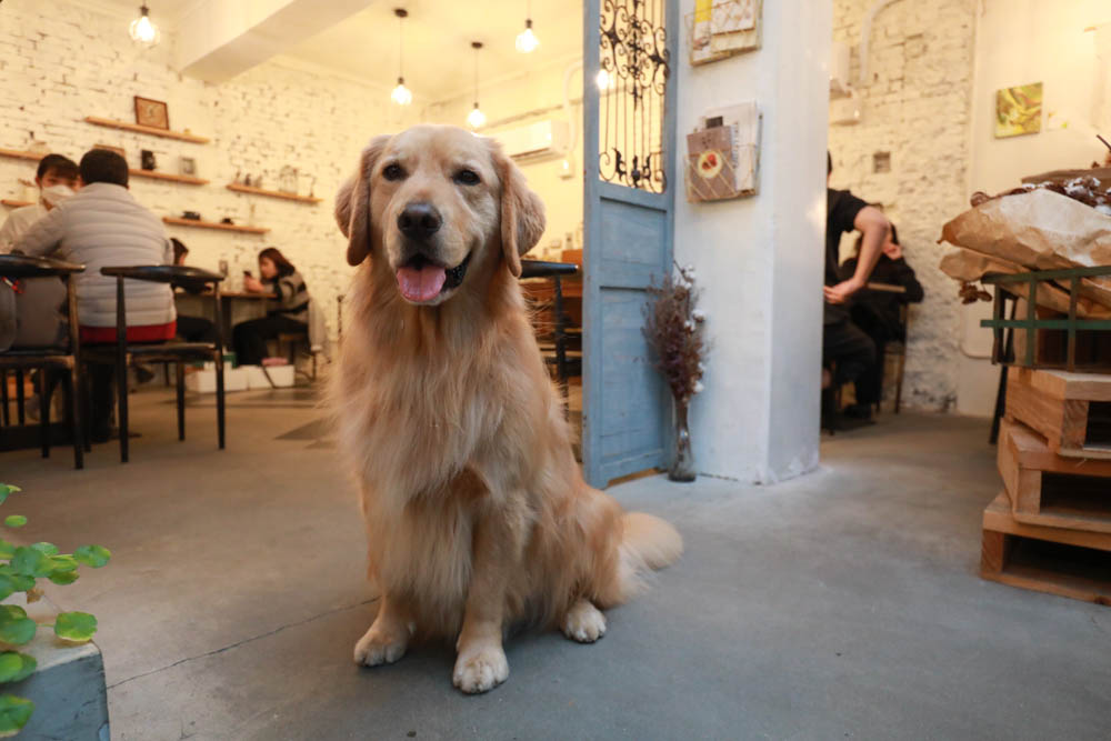 台北大直美食|野草咖啡Green room Cafe。台北寵物友善餐廳、森林系玻璃屋咖啡廳、實踐大學旁 - 第5張圖 台北大直美食|野草咖啡Green room Cafe。台北寵物友善餐廳、森林系玻璃屋咖啡廳、實踐大學旁