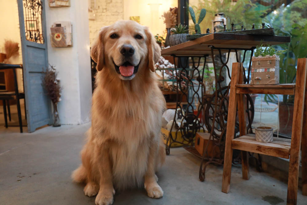台北大直美食|野草咖啡Green room Cafe。台北寵物友善餐廳、森林系玻璃屋咖啡廳、實踐大學旁 - 第26張圖 台北大直美食|野草咖啡Green room Cafe。台北寵物友善餐廳、森林系玻璃屋咖啡廳、實踐大學旁